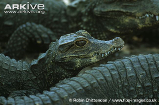 Illustration for article titled Sunday Crocodilian - Osteolaemus tetraspis Edition